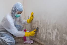 Best Mold Removal for HVAC Installations  in Pine Island, TX